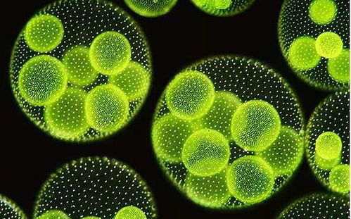 原核生物擬核結構與染色體缺失探討及生物基材料技術研發